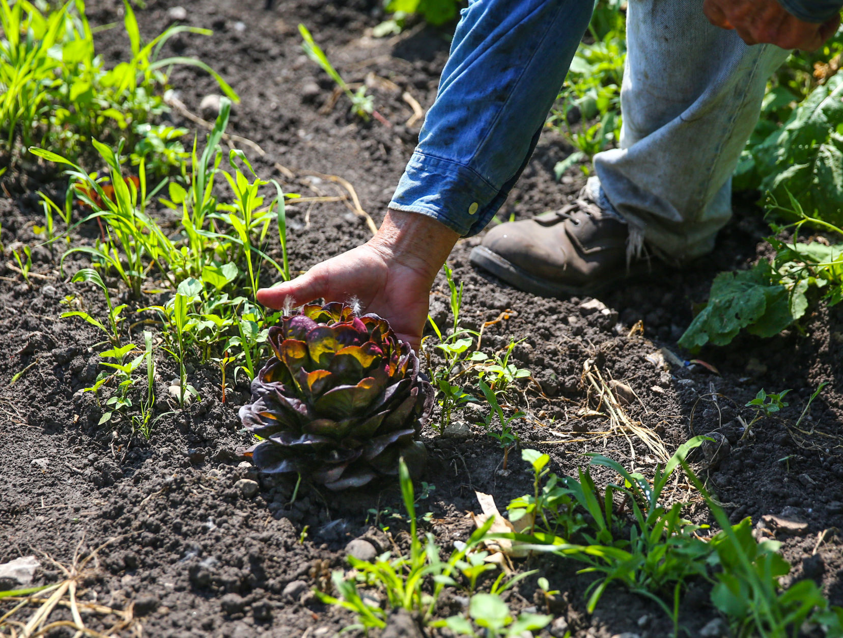 D.A.N.'s Garden Produce